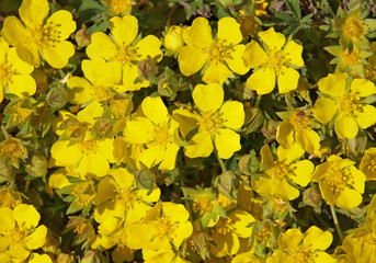 Yellow flowers of the spring cinquefoil or spotted cinquefoil, Potentilla neumanniana
 - obrazy, fototapety, plakaty