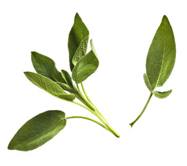Beautiful fresh green Sage or Salvia leaf falling in the air isolated on white backgound