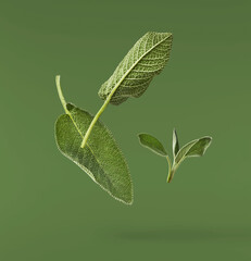 Beautiful fresh green Sage or Salvia leaf falling in the air isolated on green backgound