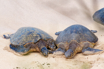 Close-up photo of a two cute Green sea turtles (Chelonia mydas) walking on the sandy shore in Ho'okipa Beach Park on the island od Maui, Hawaii, USA