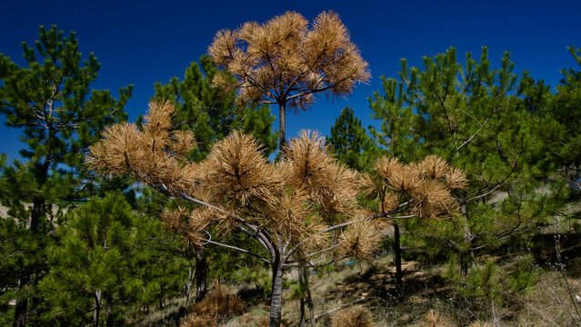 Dried trees in front of the blue sky. Pine and maple trees drying out due to disease or lack of water. Dry tree and branches.