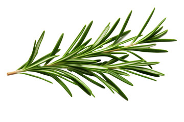 Fototapeta premium Whispers of Nature: An Intimate Glimpse at a Tree Branch. On White or PNG Transparent Background.