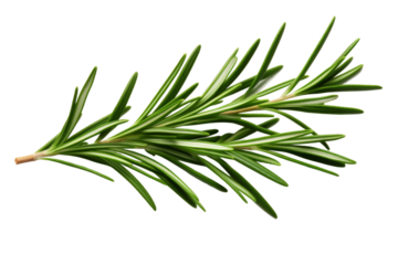 Whispers of Nature: An Intimate Glimpse at a Tree Branch. On White or PNG Transparent Background.