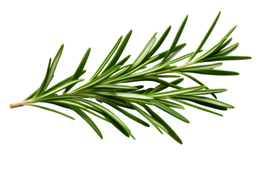 Whispers of Nature: An Intimate Glimpse at a Tree Branch. On White or PNG Transparent Background.