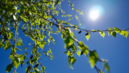 Trees blooming in spring. The first flowers and seeds of different types of plants such as maple. Leaves in front of blue sky. The focus is on the front.