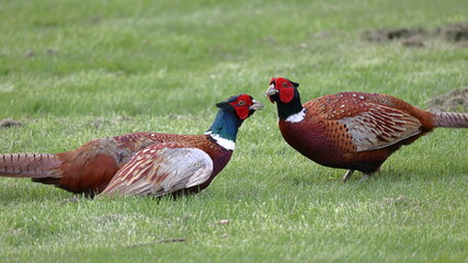 Pheasant (Phasianus colchicus).  A close up image of two adult male pheasants confronting each...