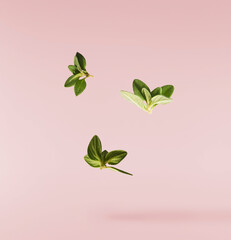 Fresh green thyme herb falling in the air isolates on pink background