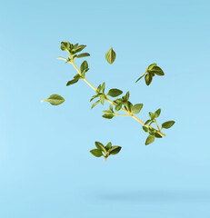 Fresh green thyme herb falling in the air isolates on blue background
