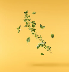 Fresh green thyme herb falling in the air isolates on yellow background