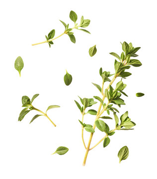 Fresh green thyme herb falling in the air isolates on white background
