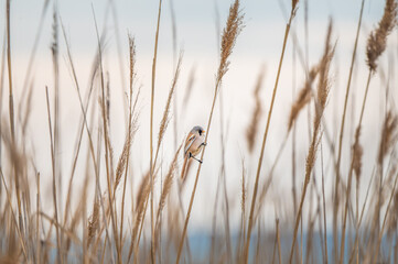 Male of the bearded reedling sitting on a reed