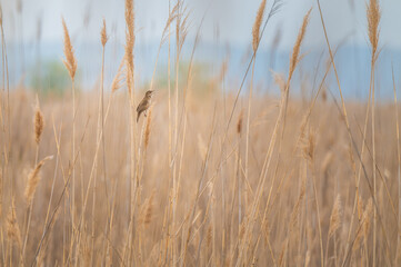 Male of the Savi's warbler sitting on a reed and sing his song