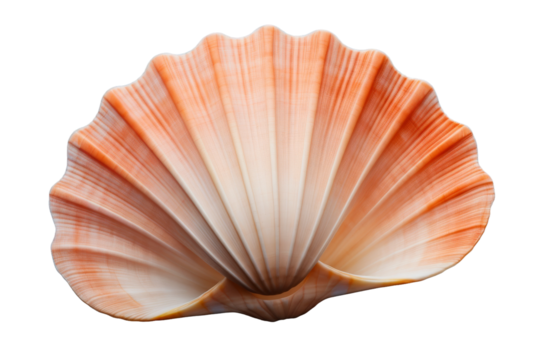 Radiant Orange Shell On White Canvas. On White or PNG Transparent Background.