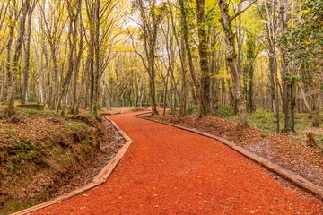 Beautiful shot of path covered with leaves in natural wooded area on the European side in Istanbul