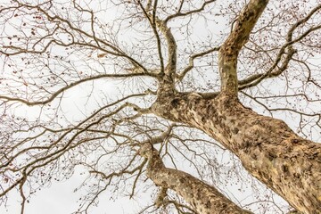 Low-angle shot of a bare tree against the gray sky