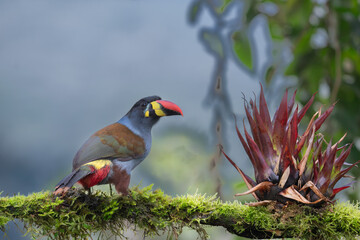 Fototapeta premium beautiful colored plate-billed mountain toucan (Andigena laminirostris) sitting n the branch very near in the cloud forest