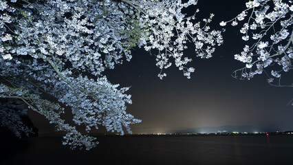 湖のそばの桜と星