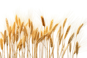 Whispers of Golden Harvest: Close-Up of Wheat Sheathes on White. On White or PNG Transparent Background.