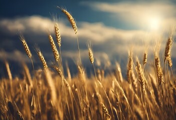 AI generated illustration of ripe wheat field ready for harvest under clear blue sky - obrazy, fototapety, plakaty