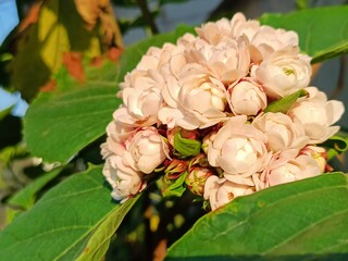 Jasminum Sambac, famously known as Mogra or Beli Flower