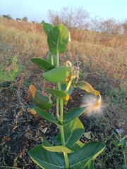 Calotropis procera Plant with flowers and fruits 