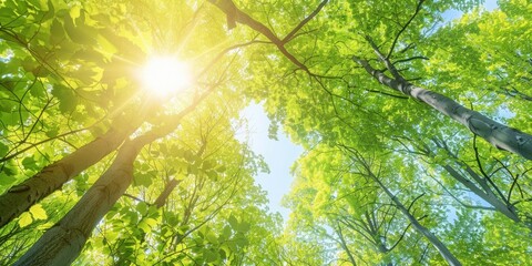 Fototapeta premium Sunbeams pierce through the lush green canopy of a dense forest, signaling new beginnings.