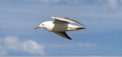 seagull in flight