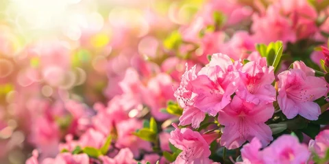 Rolgordijnen A burst of pink azalea flowers bathed in warm sunlight, with a soft bokeh background. © tashechka