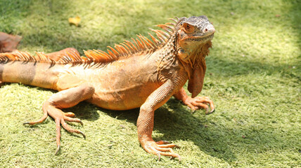 Naklejka premium Beautiful view of a lizard in the garden