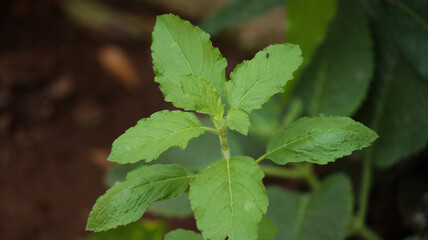 Beautiful view of Indian holy basil in the garden