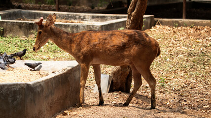 Young deer walking in nature © Wirestock