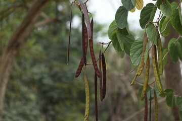 Dry pods hanging on a tree - Powered by Adobe