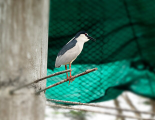 Fototapeta premium Nycticorax bird perched on a rod