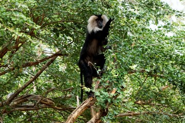Image of a single white and black monkey on the tree.