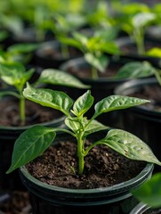 Small immature plants of verdant capsicum are sprouting in circular plastic containers filled with earth, centered on the theme of horticulture and cultivating produce.