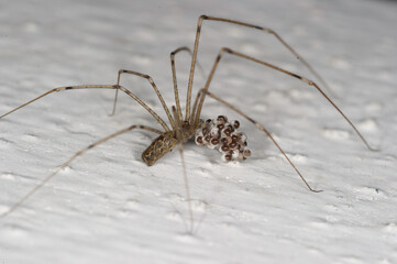 spider on a white background, Daddy Long Legs Spider Pholcus phalangioides , Sardinia, Italy
