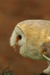 Closeup of a barn owl against the brown background