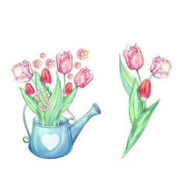 Watercolor romantic illustration with watering can and flowers. Beautiful tulips. Springtime clipart. lovely artwork for Mothers Day. For printing, greeting card, fabric, postcard, sticker, poster, pa
