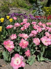pink flowers in garden