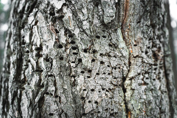 Closeup shot of tree bark with holes on it by a woodpecker