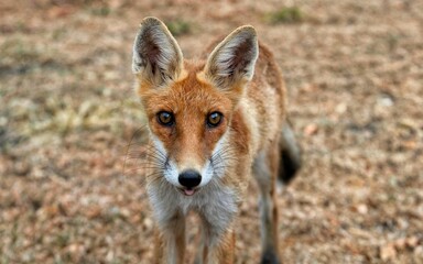 Closeup shot of a bright small thin fox in a field on a sunny day
