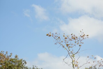 View of tree branches under a blue sky on a clear day in SanDiego, US