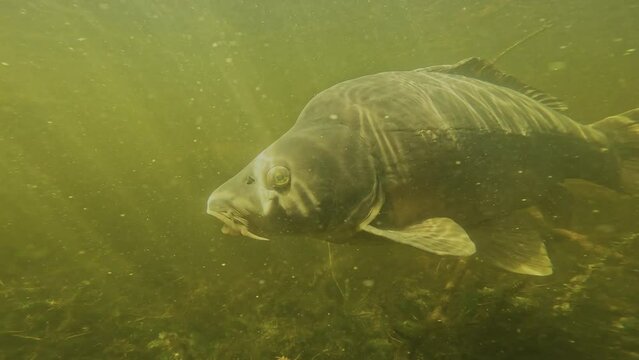 A leather carp, distinguishable by its scaleless skin, displays both sides of its body in a lake environment with plants and branches, bathed in sunlight. Check my gallery for similar footage.