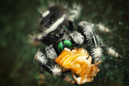 Closeup of a jumping spider eating the prey
