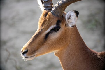 Closeup shot of the antelope's head