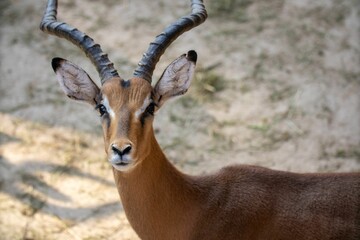 Closeup shot of the antelope