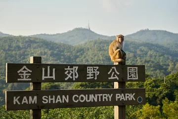 Zelfklevend Fotobehang A monkey sitting on the sign of Kam Shan Country Park © Wirestock
