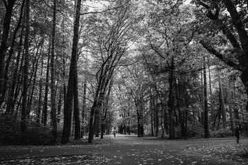 Grayscale shot of a crossroad and trees with fallen leaves on ground in a forest at autumn