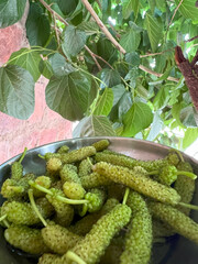 Mulberries fruit Know as Shahtoot in a bowl, Green shahtoot, King white mulberry fruits or morus macroura miq, shahtoot mulberry, Tibetan mulberry, or long mulberry fruits in the garden, 