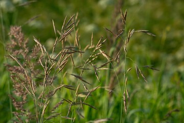 Shallow focus shot of Bromus inermis in a field captured during daylight